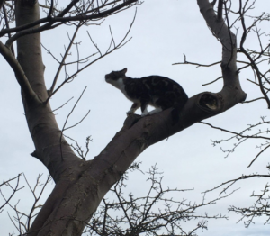 Louise's adopted cat up a tree